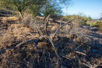 Dried woody skeleton of Cholla cactus next to hiking trails in Dreamy Draw Desert Mountain Preserve, Phoenix, Arizona