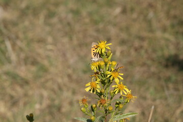 bee on a dandelion