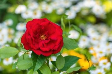 Beautiful red rose in the park