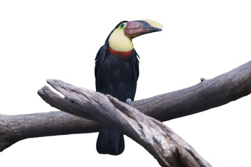 Choco toucan with colorful beak isolated on transparent or white background, png. Its scientific name is ramphastos brevis