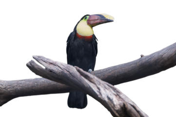 Choco toucan with colorful beak isolated on transparent or white background, png. Its scientific name is ramphastos brevis