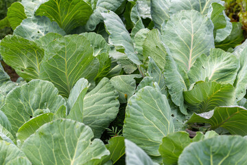 Green cabbage growing in the garden
