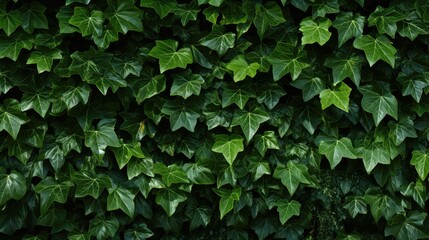 green wall leaves background
