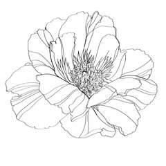 Peony vector illustration. Black and white floral vector illustration of a peony