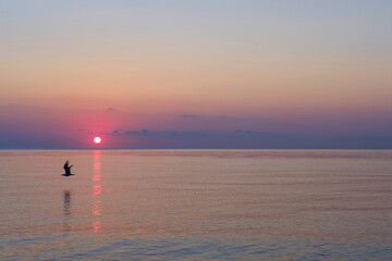 Alba al mare con gabbiano in volo. Ma potrebbe essere un tramonto?