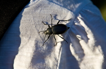 Blaps lusitanica called cellar beetle climbing the arm of a person, Olivenza, Spain