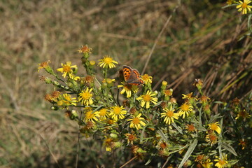 butterfly on flower