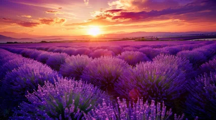 Foto op Plexiglas Lavender field at sunset, calming and aromatic. © furyon