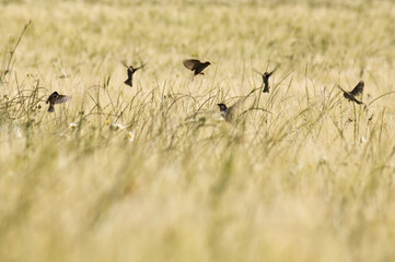Sparrows feeding in a cereal field