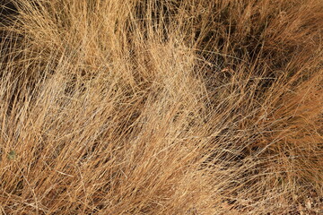 Dry Pennisetum Setaceum Grass also known as Fountain grass