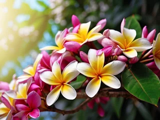 Foto auf Glas Frangipani plumeria flowers. Spa and wellness. Tropical floral background © Tahiti