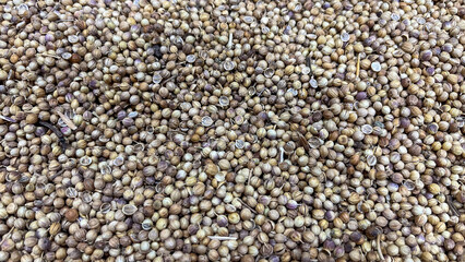 Group of bulk coriander seed