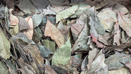 Dried bay tree leaves in bulk at spice market stall