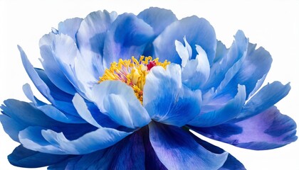 blue peony flower isolated on a white background with clipping path no shadows closeup nature