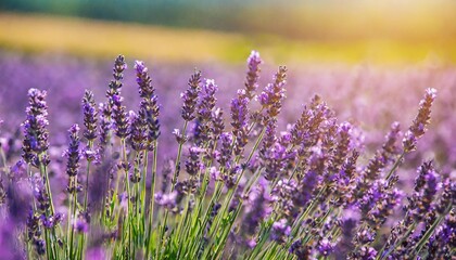 purple lavender flowers field at summer with burred background