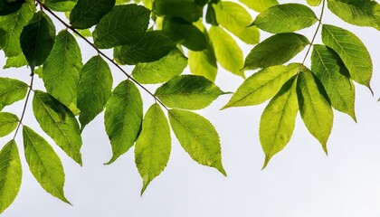 Fototapeta na wymiar green branch on white background in garden spring concept