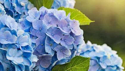 Fotobehang blue hydrangea flowers © Deanne