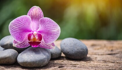 pink orchid on stones
