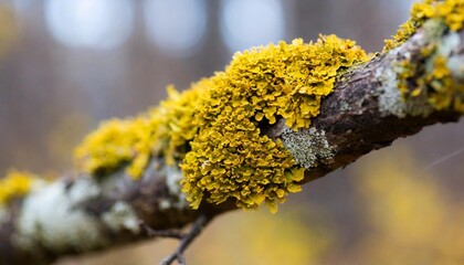 yellow lichen on dry tree branch in autumn forest with blurred background macro closeup image - Powered by Adobe