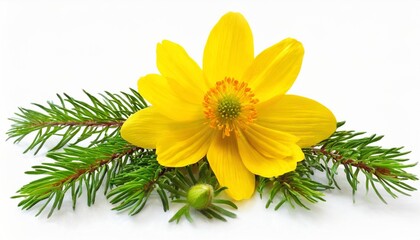 adonis vernalis flower isolated on white background beautiful composition for advertising and packaging design in the garden business - obrazy, fototapety, plakaty