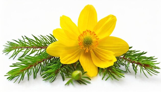 adonis vernalis flower isolated on white background beautiful composition for advertising and packaging design in the garden business