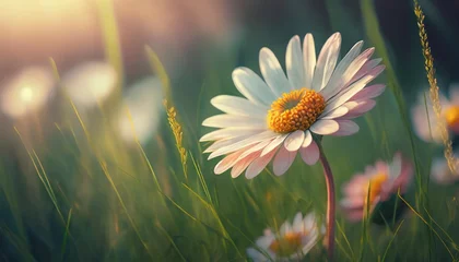 Fotobehang flowering daisy flower in meadow beautiful nature in spring daisy flowers lit by sun rays © Deanne