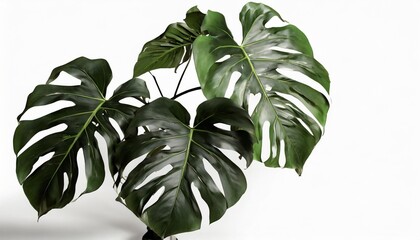 monstera philodendron leaves tropical plant evergreen vine isolated on white background clipping path include - obrazy, fototapety, plakaty