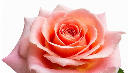 coral pink rose isolated on white background