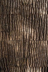 Obraz premium Textured bark of tree with rough and rugged surface and deep vertical ridges. Color tones vary from light beige to dark brown and reflecting natural aging process