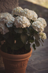 Hydrangeas flower pot. White hydrangea flowers on bush. Potted hydrangea plant with beautiful...