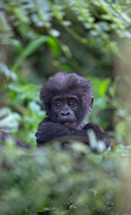 Gorilla Baby in Ugands's Impenetrable National Forest