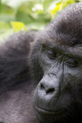 Pensive Gorilla