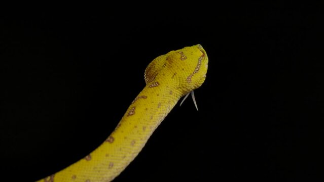 green python flicking tongue into dark night scene