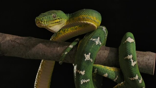 emerald tree boa moving head to look around for prey wide tree night time