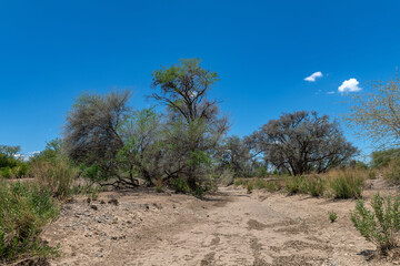 The dry riverbed of the Ugab River, Damaraland, Namibia