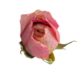 Dry Pink Rose bud with sepals on a transparent background. Close-up top view.
