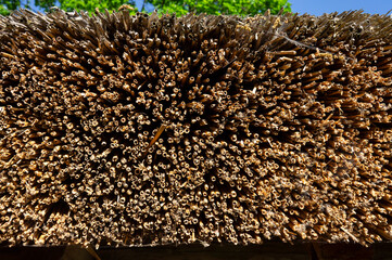 Close-up texture of the cut-ends of dry reed composing the traditional roof of a building from Ukrainian hut Mazanka