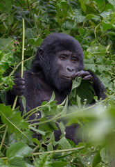 Gorilla Eating Plants