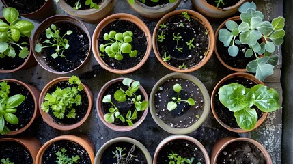 Poster Baby plants seeding in flower pots. Spring planting. Early seedling, grown from seeds in pots at home. Kitchen garden on window sill, urban community garden. Top view © Ziyan