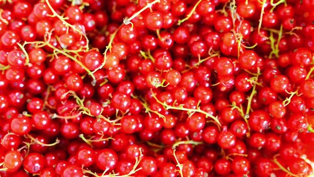 Seamless circular motion: red currant