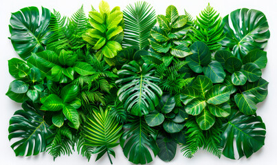 Green leaves of tropical plants bush floral arrangement indoors garden nature backdrop isolated on white background - obrazy, fototapety, plakaty