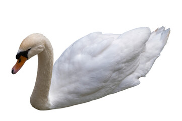 Swan (cygnus olor) elegant and noble isolated on transparent or white background, png