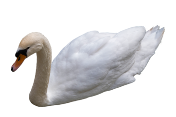 Swan (cygnus olor) elegant and noble isolated on transparent or white background, png