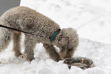 woolly dog in snow drinking from water holder
