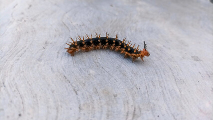 A Spiky Black Red Caterpillar crawling on texture cement floor. This hairy black caterpillar is covered in tufts of stiff, smooth black spines.