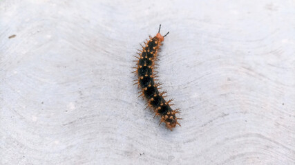 A Spiky Black Red Caterpillar crawling on texture cement floor. This hairy black caterpillar is covered in tufts of stiff, smooth black spines.