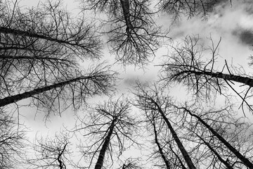 View looking up through winter tree canopy