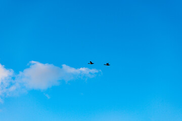 Fototapeta premium Two flying Canadian mallards ducks silhouetted with a blue sky behind.