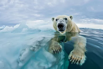 Foto op Plexiglas Polar bear (Ursus maritimus) on the pack ice, north of Svalbard Arctic Norway © PixelGallery