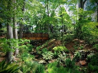bridge in the forest